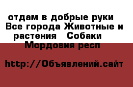 отдам в добрые руки - Все города Животные и растения » Собаки   . Мордовия респ.
